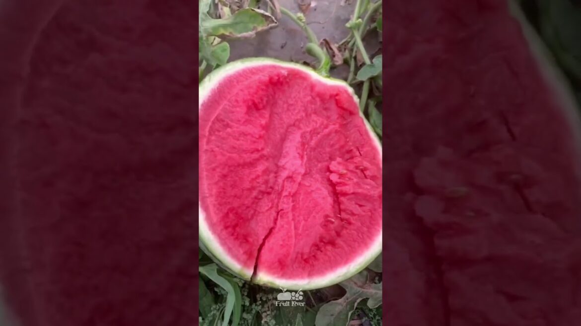 Best Oddly Satisfying Video & Relaxing Music | watermelon fruit cutting video #viral #shorts #17 Best Oddly Satisfying Video & Relaxing Music | watermelon fruit cutting video #viral #shorts #17