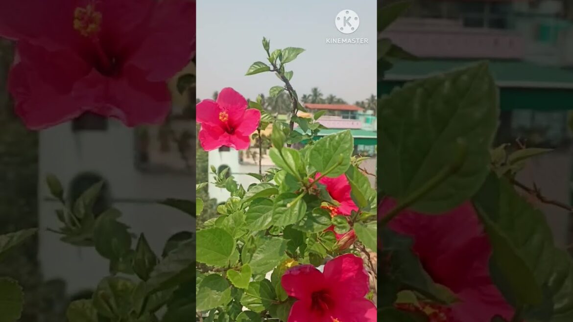 #Hibiscus #ytshort@ goutamifirstvlog #gardening idea tips #Hibiscus #ytshort@ goutamifirstvlog #gardening idea tips