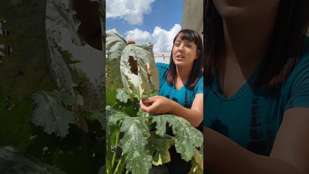 The best garden treatment for powdery mildew on all plants #garden #vegetablegarden #gardentips