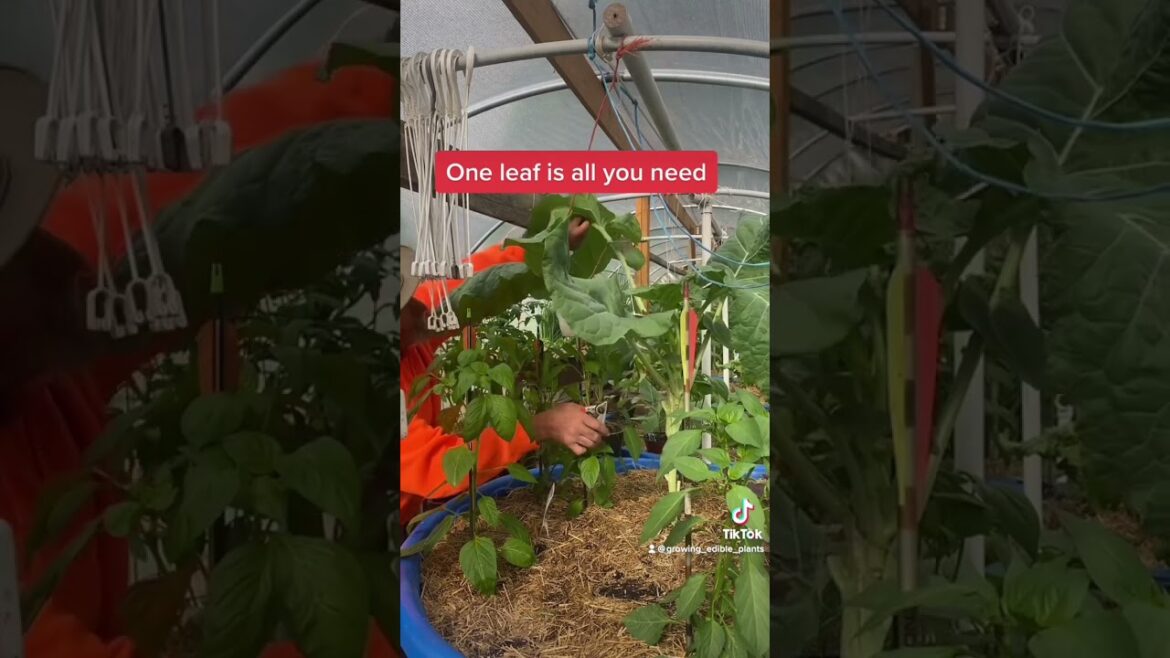 Thousand hedge kale giant leaves