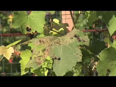 Organic Vegetable Garden Pest Control Organic Vegetable Garden Pest Control