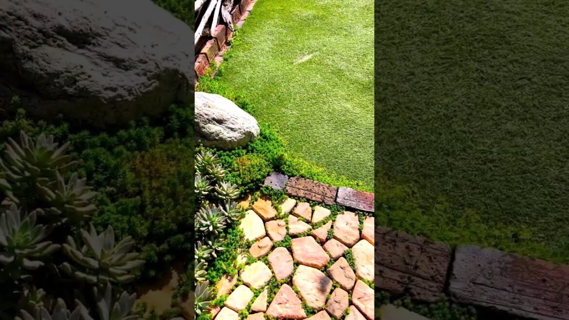 Radiant Beauty: Succulent Plants in YouTube Shorts #Shorts Radiant Beauty: Succulent Plants in YouTube Shorts #Shorts