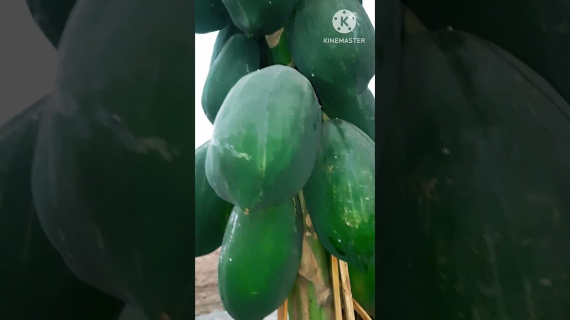 papya fruits #youtubeshorts #shorts #garden #shortsfeed papya fruits #youtubeshorts #shorts #garden #shortsfeed