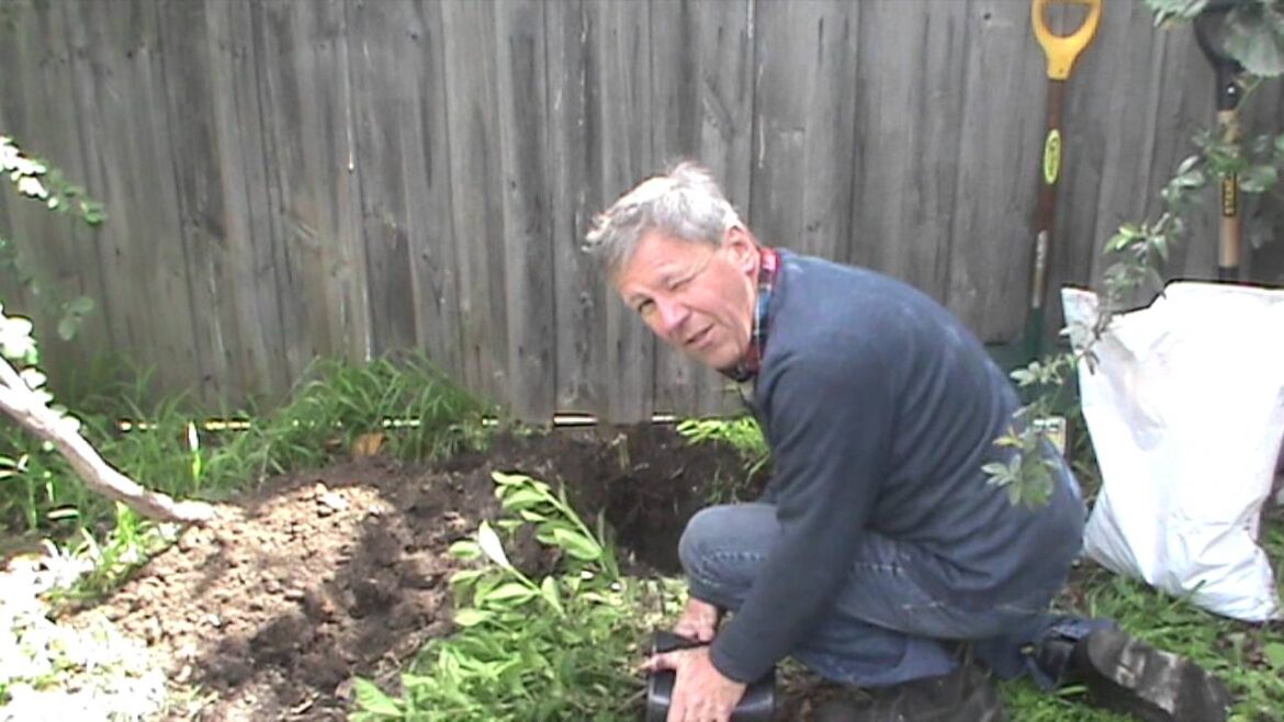 Phil’s Gardening Tips And Tricks Planting The Gardenia Phil's Gardening Tips And Tricks Planting The Gardenia
