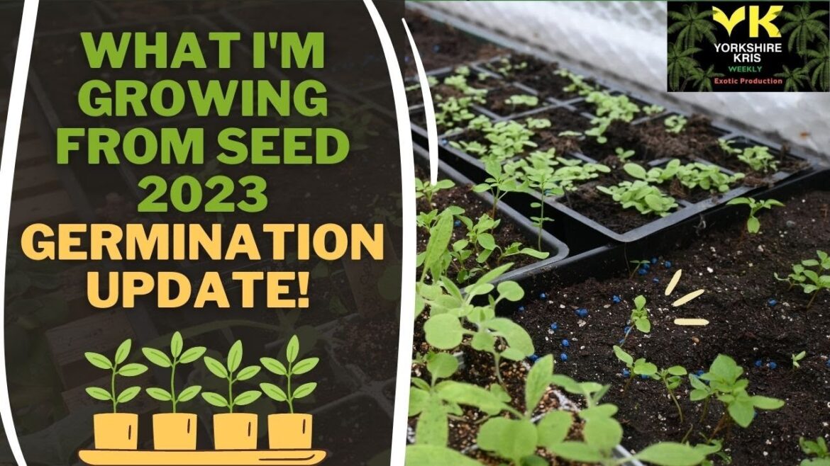 What seeds I’m sowing in 2023 GERMINATION UPDATE What seeds I'm sowing in 2023 GERMINATION UPDATE
