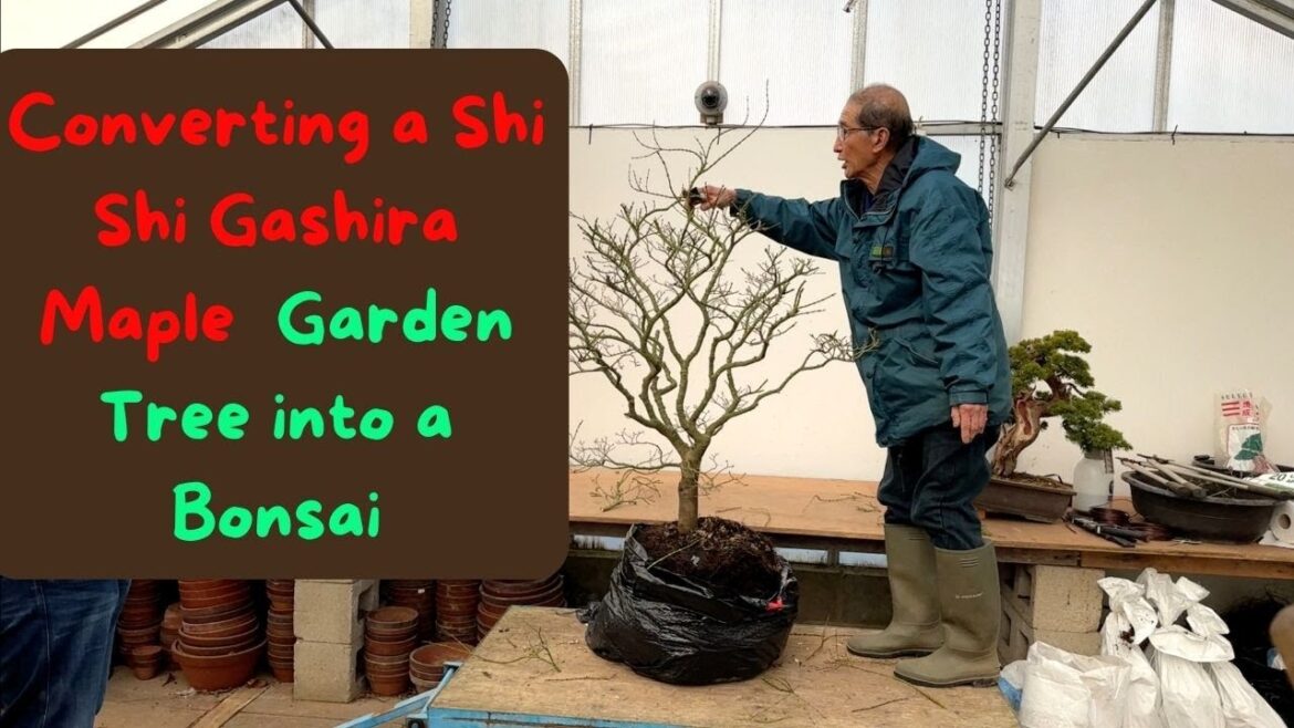 Working on Shishigashira maple