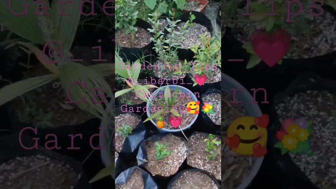 Amazing Gardening Tips ! @Ibarbi. π₯°ππππ·β¨#gardening #expert #tutorial #howto #tips #nature #greens Amazing Gardening Tips ! @_Ibarbi._ π₯°ππππ·β¨#gardening #expert #tutorial #howto #tips #nature #greens