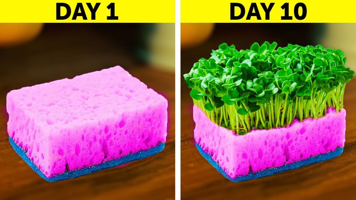 USEFUL GARDENING HACKS FOR SUMMER USEFUL GARDENING HACKS FOR SUMMER