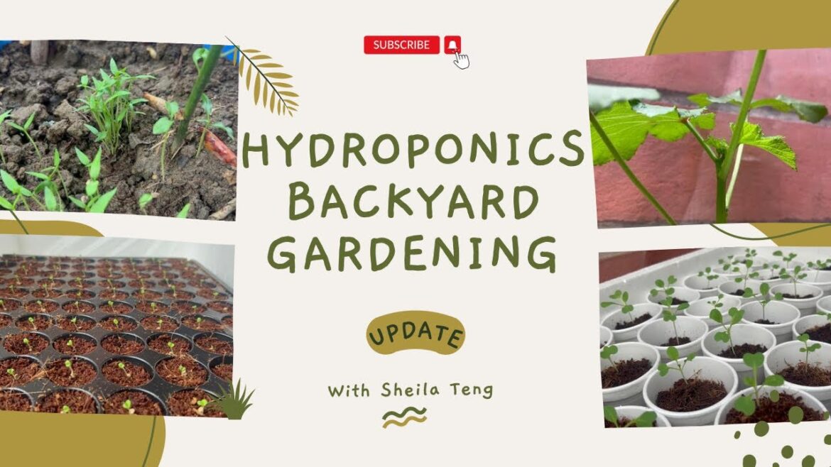 Hydroponics Backyard Gardening Update #hydroponics #gardening #backyardgardening Hydroponics Backyard Gardening Update #hydroponics #gardening #backyardgardening