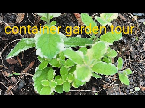 first container garden tour of the year first container garden tour of the year