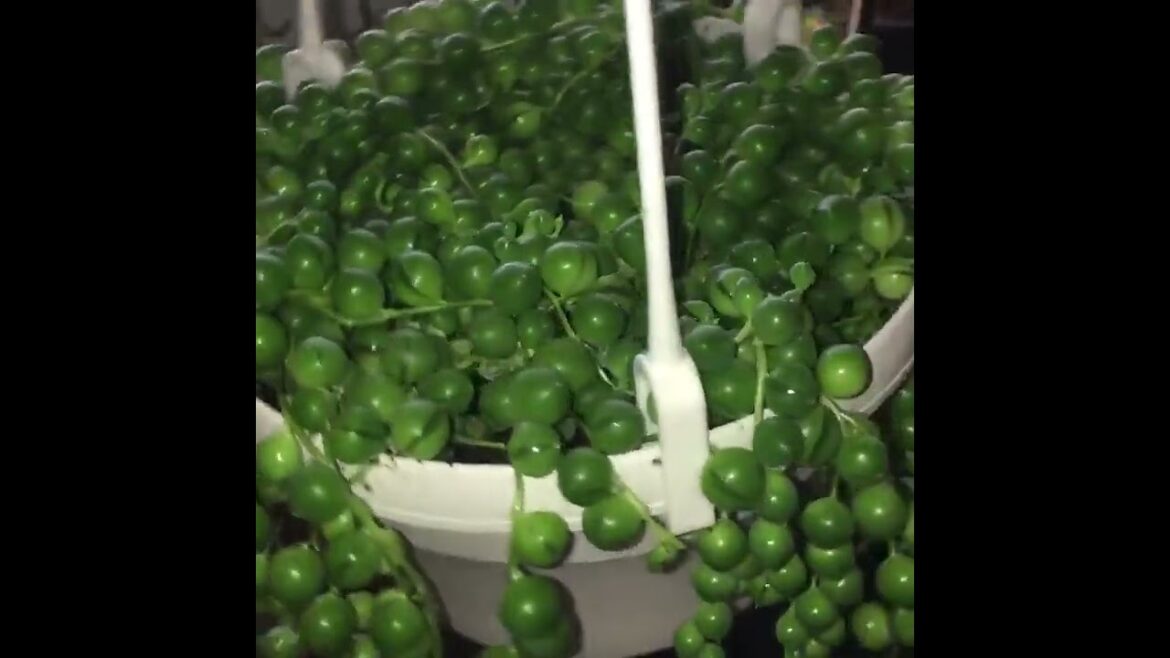 Tranquil Oasis: Succulent Plants in YouTube Shorts #Shorts