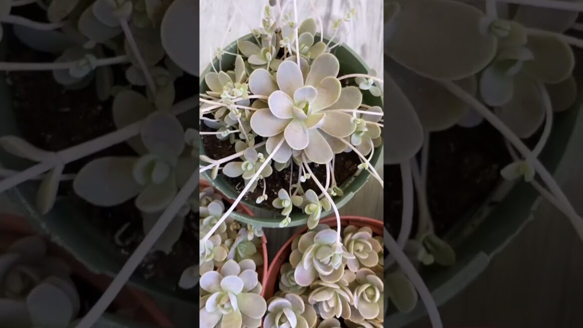 Stunning Stenocactus: Mesmerizing Succulent Plants in YouTube Shorts #Shorts