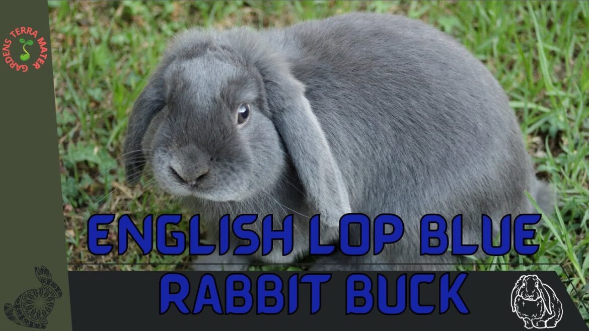 ENGLISH LOP BLUE RABBIT BUCK Information and Growing Tips! (Oryctolagus cuniculus)