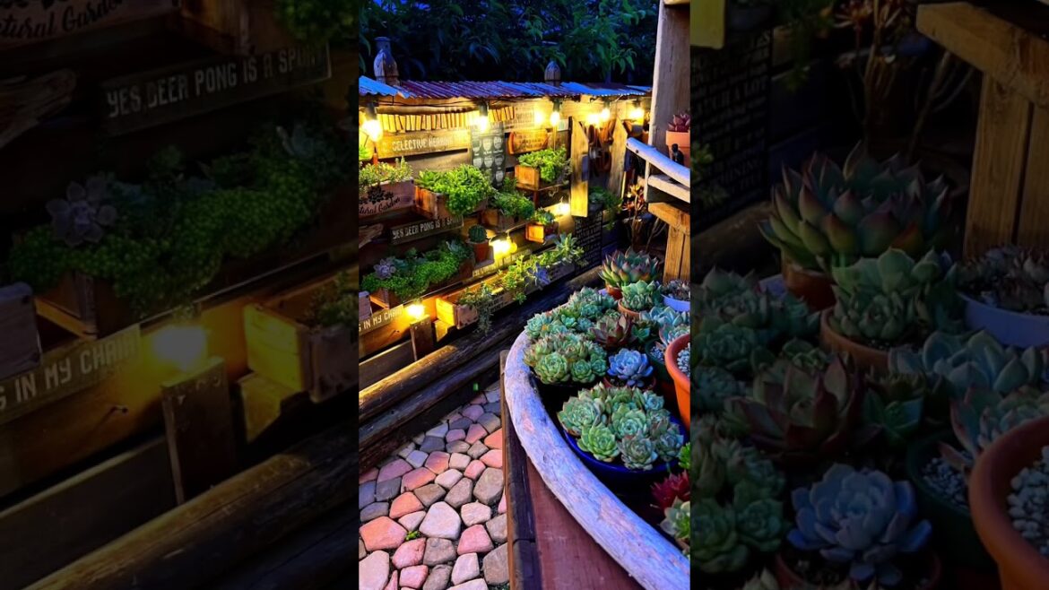 Chic Succulent Plants: Stylish YouTube Shorts #Shorts Chic Succulent Plants: Stylish YouTube Shorts #Shorts