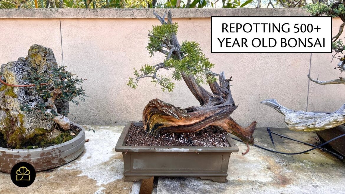 Repotting a 500+ Year Old Bonsai | Bonsai Heirloom