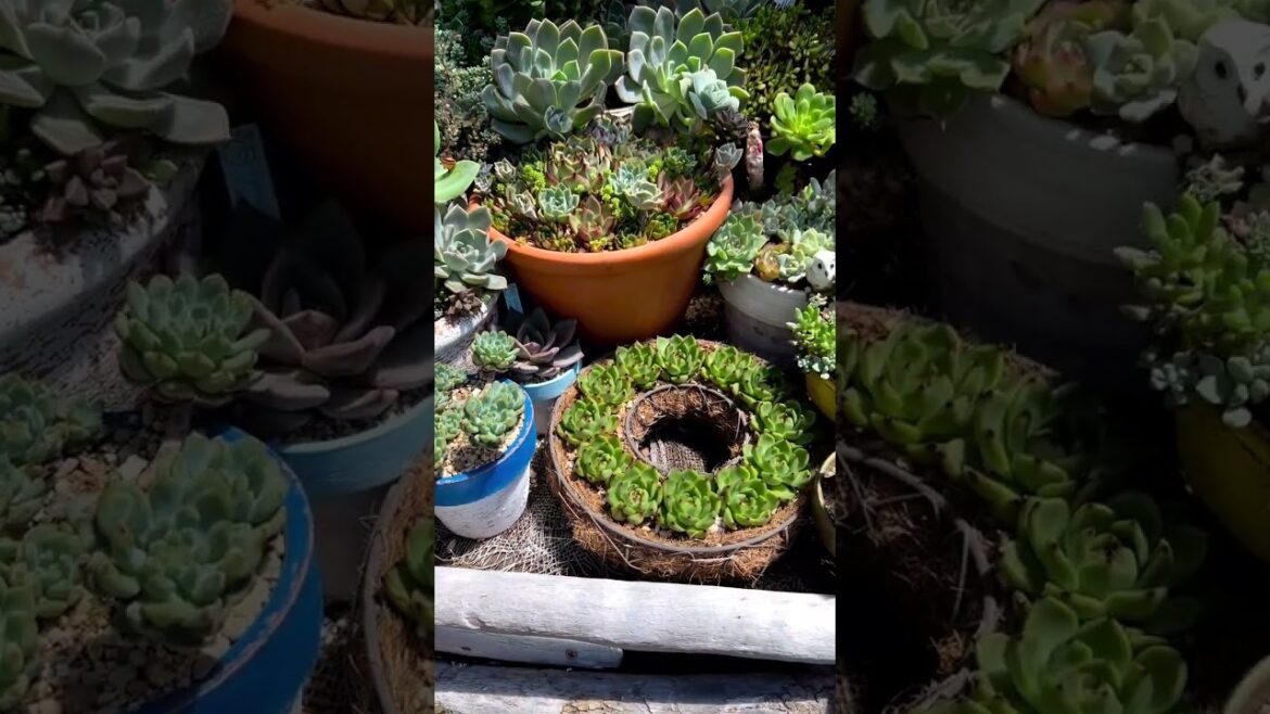 Stunning Succulent Plants: A Visual Delight in YouTube Shorts #Shorts Stunning Succulent Plants: A Visual Delight in YouTube Shorts #Shorts