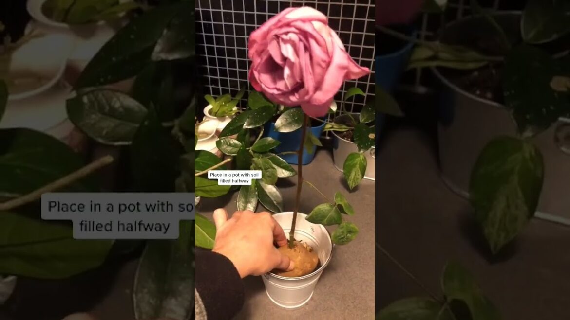 Roses: How to Regrow Roses? | Growing Roses | Gardening Tips | Gardening Ideas #shorts Roses: How to Regrow Roses? | Growing Roses | Gardening Tips | Gardening Ideas #shorts