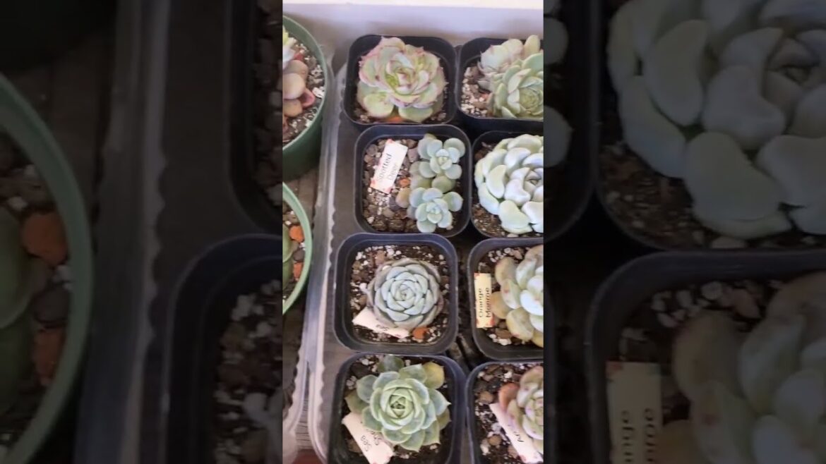 Elegant Euphorbias: Beautiful YouTube Shorts Compilation #Shorts