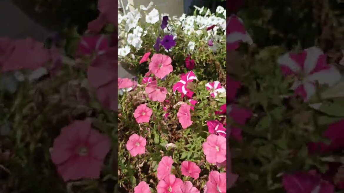 Surfinia Flower | সার্ফিনিয়া ফুল #shorts #viral #flowers #garden #ytshorts #gazal #reels Surfinia Flower | সার্ফিনিয়া ফুল #shorts #viral #flowers #garden #ytshorts #gazal #reels