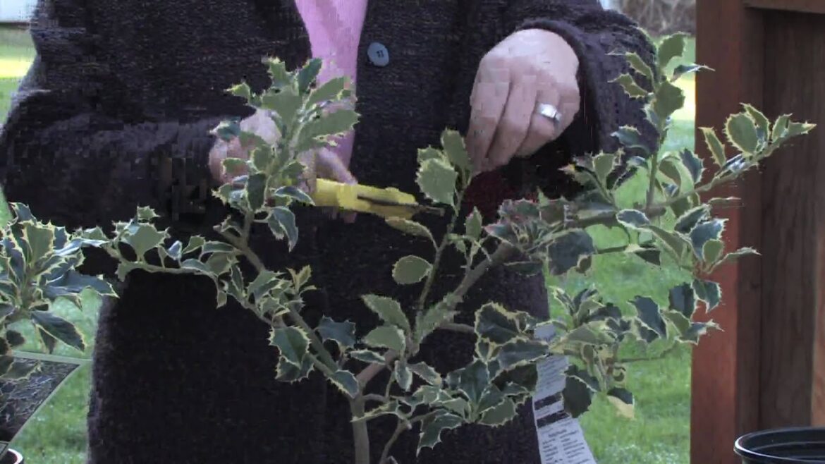 Gardening Tips : How to Prune a Holly Bush