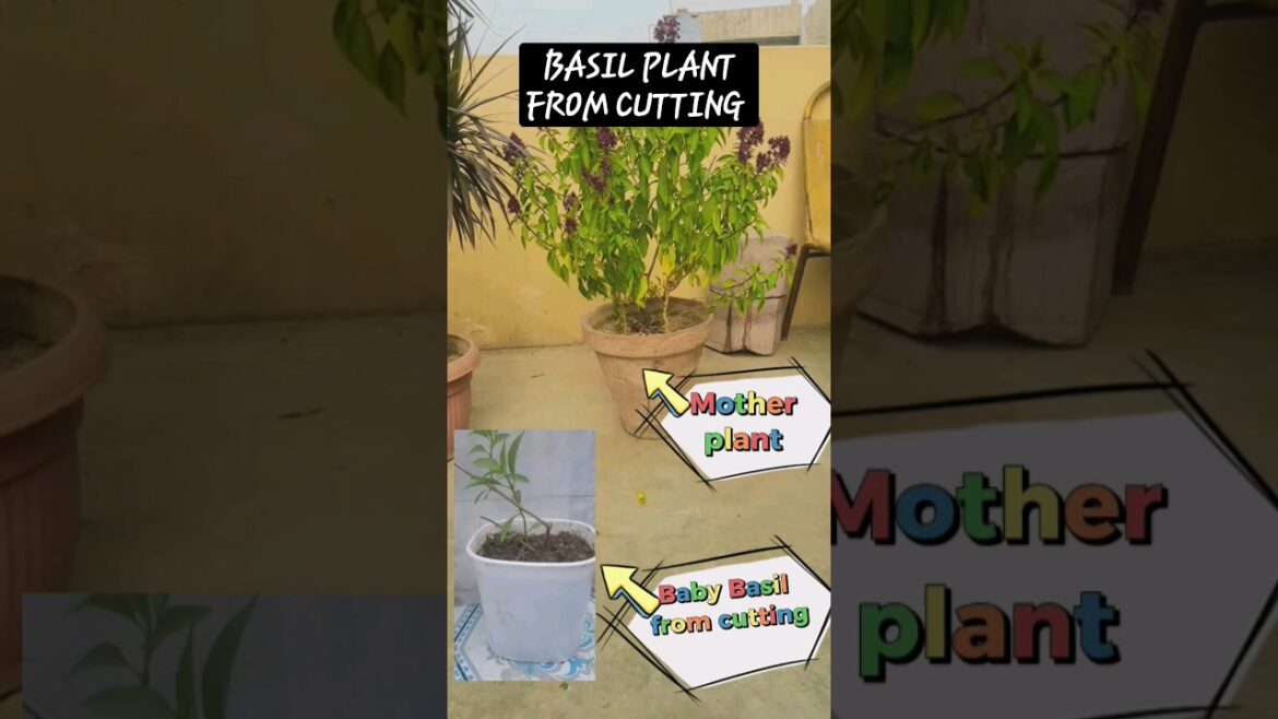 Basil(NiAZBO)From cutting to Transplant #shorts Basil(NiAZBO)From cutting to Transplant #shorts