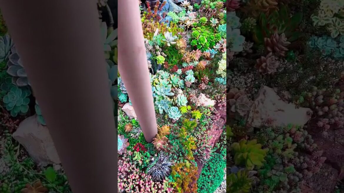 Glimpses of Paradise: Succulent Plants in YouTube Shorts #Shorts