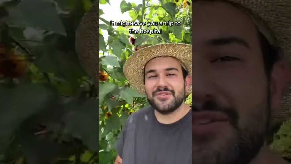 #shorts  #garden #gardening #gardentour #gardener #gardens #harvest #harvesting #organic #planting