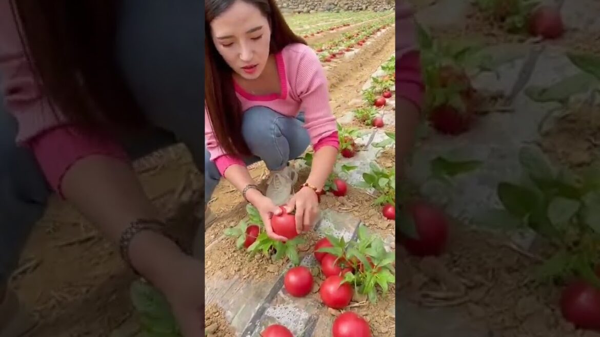 Is it Tomatoes Farming ? | Himalayan Farming | fact check | Is it Tomatoes Farming ? | Himalayan Farming | fact check |