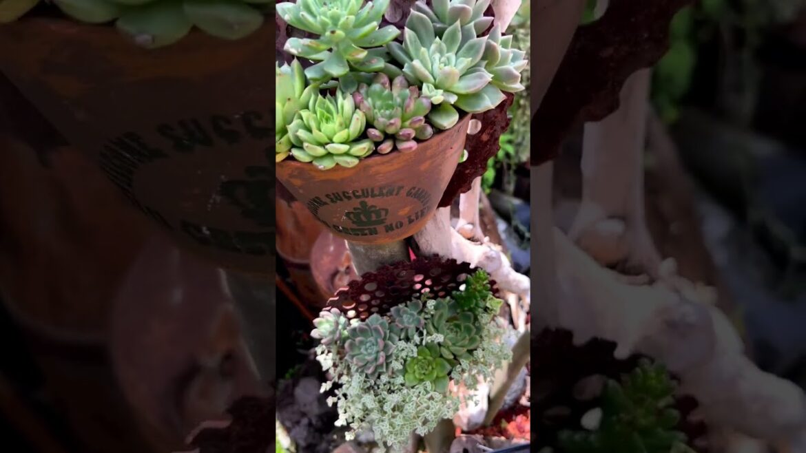 Captivating Succulent Plants: Visual Treat in YouTube Shorts #Shorts Captivating Succulent Plants: Visual Treat in YouTube Shorts #Shorts