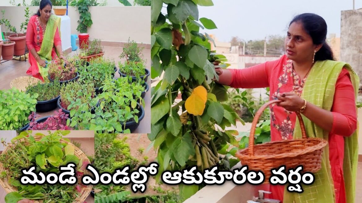 leafy vegetables harvest | today's harvest | how to grow leafy vegetables | vegetable garden