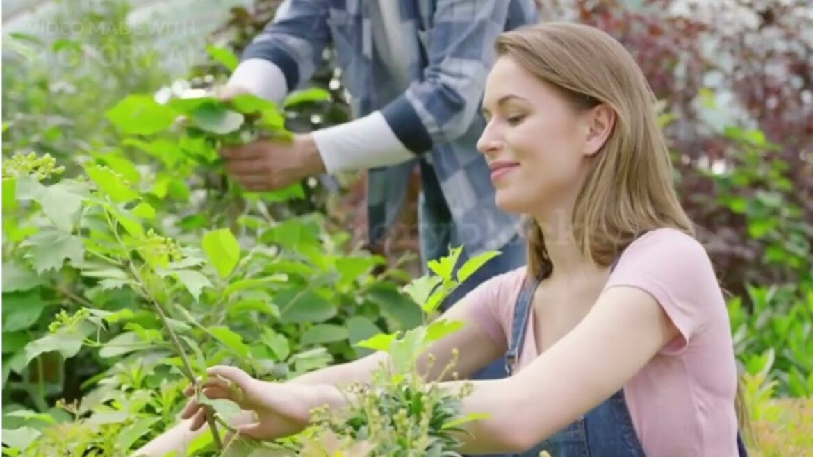 Best gardening tips for beginner's