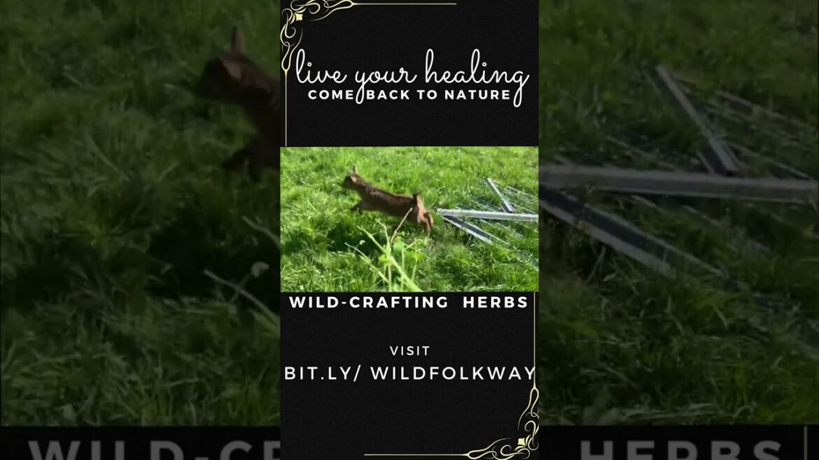 Cute Baby Goats Eat the Weeds too! Fresh Spring Wild Edibles in the Yard, these Plants are Medicine