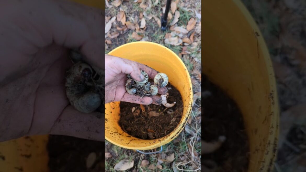 Composting! With Grubs! #garden #gardening #foryou #shorts
