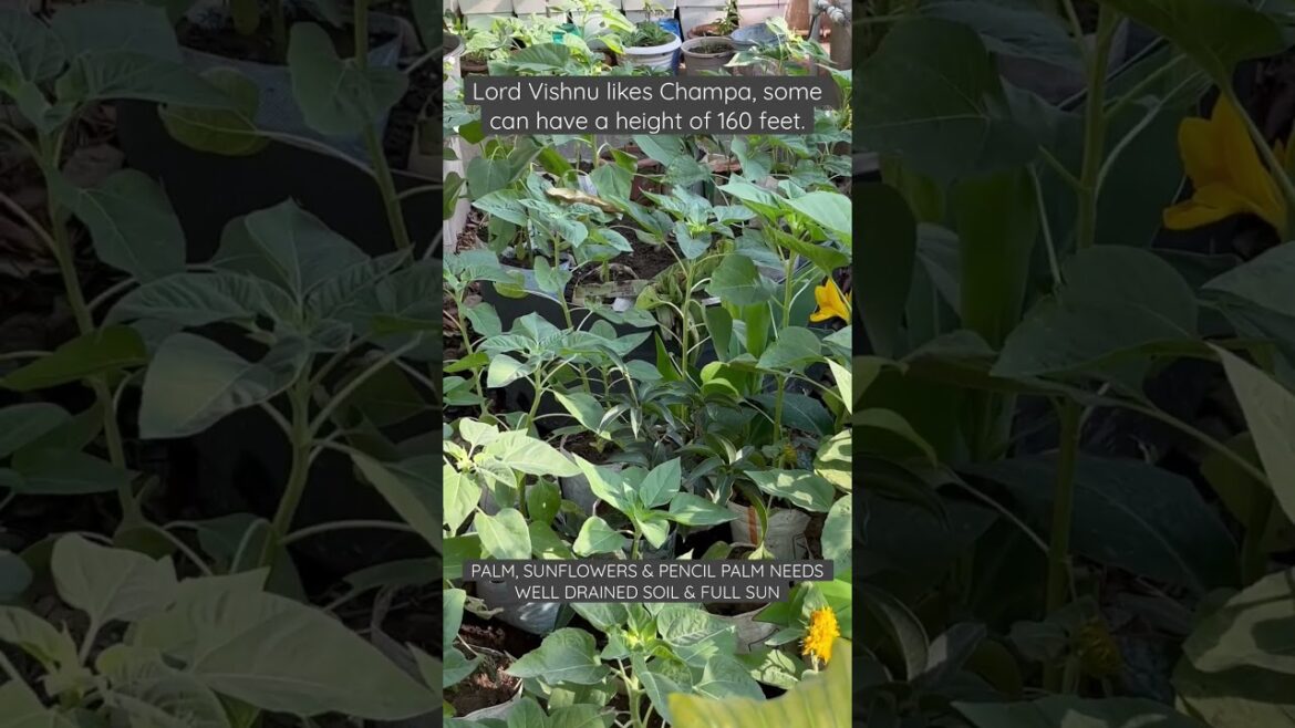 Facts, Tips & Tricks, Sun Tracker, Amazing Terrace Plants🌴#shorts #garden #flowers Pl. Subscribe