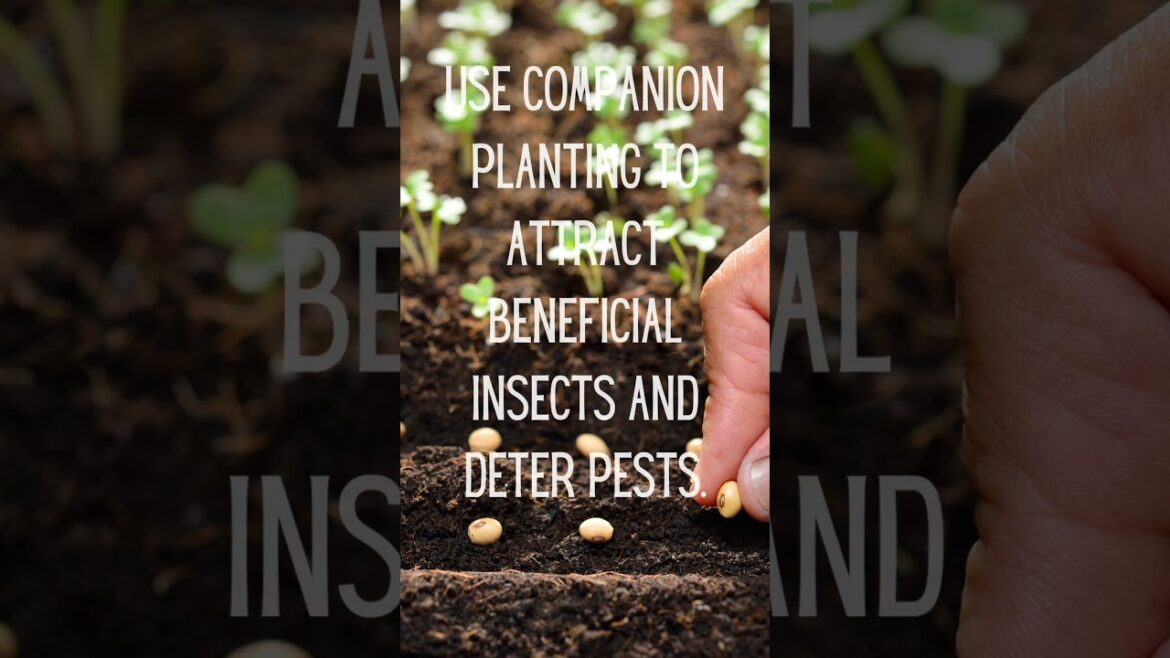 My Top 30 Gardening Tips in 30 Days ๐ฟ ๐พ #plants #garden #march31challenge #tips My Top 30 Gardening Tips in 30 Days ๐ฟ ๐พ #plants #garden #march31challenge #tips