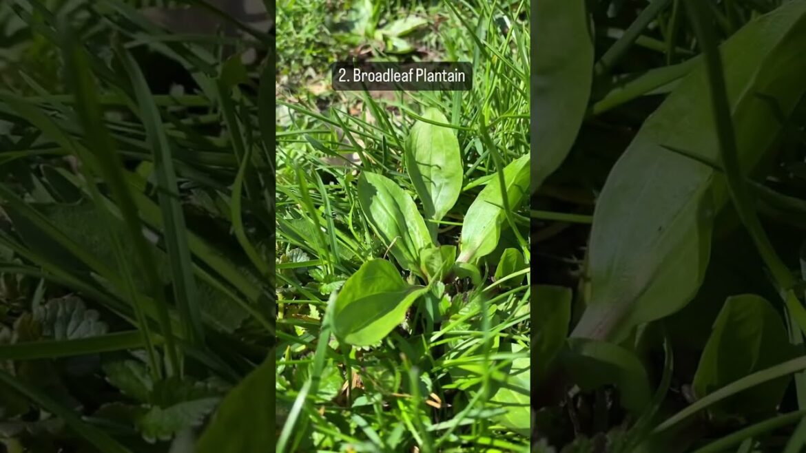 New to foraging? Start with these 6 plants that are probably in your backyard! #forage #plants