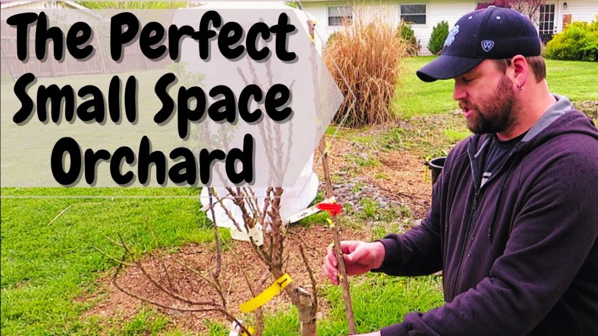 Container Gardening Fruit Tree Orchard For A Small Space