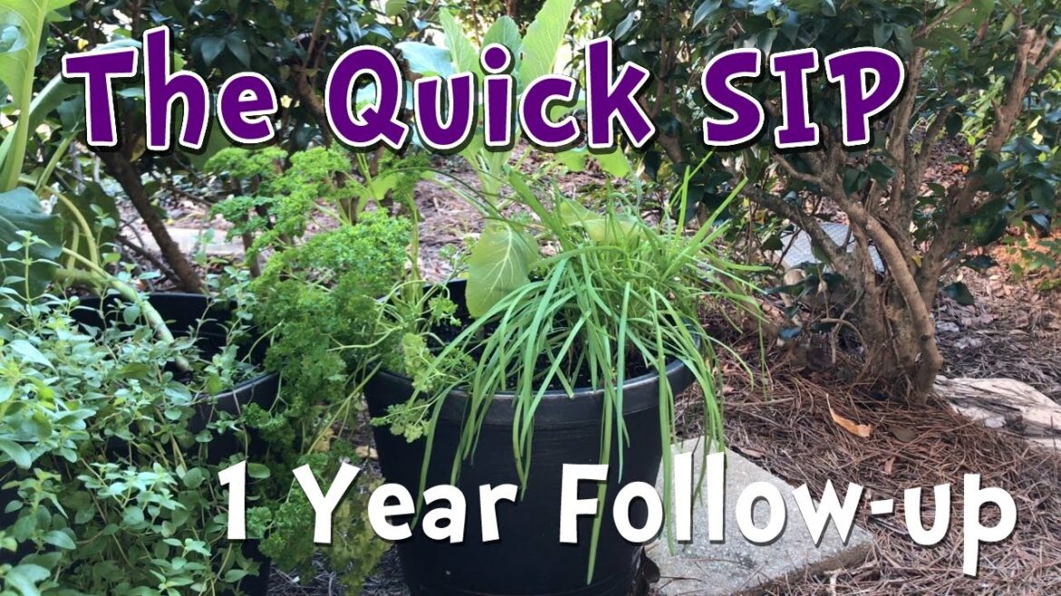 The DIY Self Watering Container Garden - Follow up!