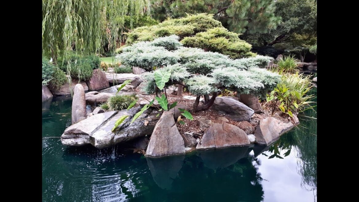 Japanese Garden in Adelaide