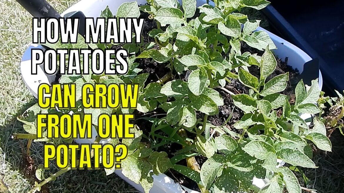 The Frugal Garden: One Pot – 1 Potato Harvest | #containergardening #growyourownveggies The Frugal Garden: One Pot - 1 Potato Harvest | #containergardening #growyourownveggies
