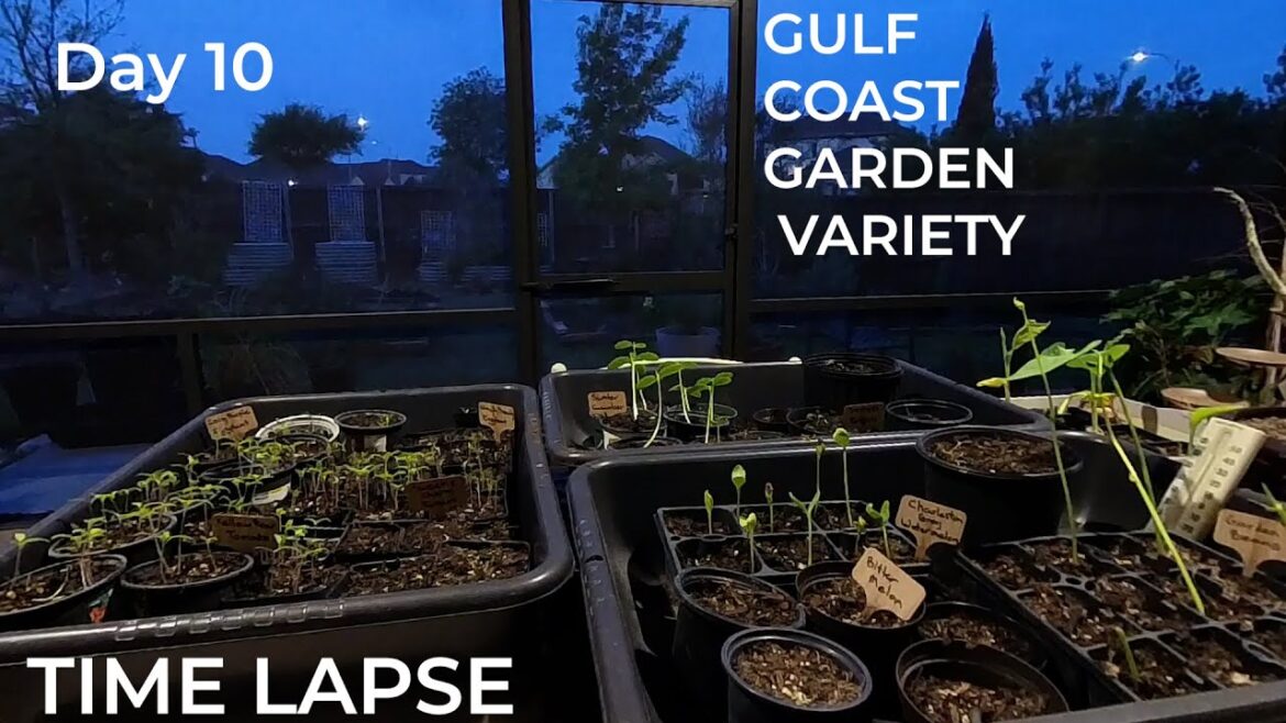 10 Day Timelapse Seedlings & Backyard Garden 10 Day Timelapse Seedlings & Backyard Garden