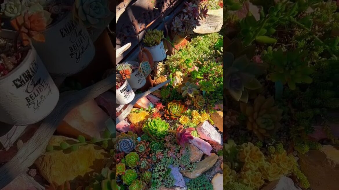 Serenade of Succulents: Beautiful YouTube Shorts Compilation #Shorts