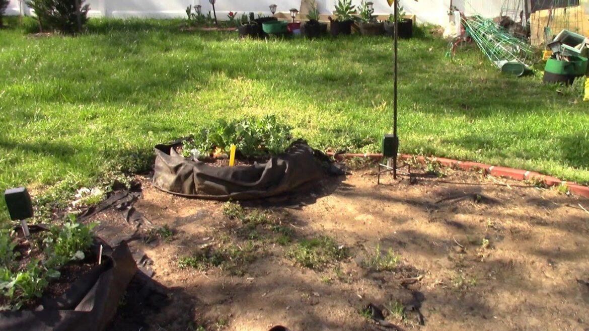 April 2023 Container Veggie Garden Update and Chat--Getting Ready for the Growing Season