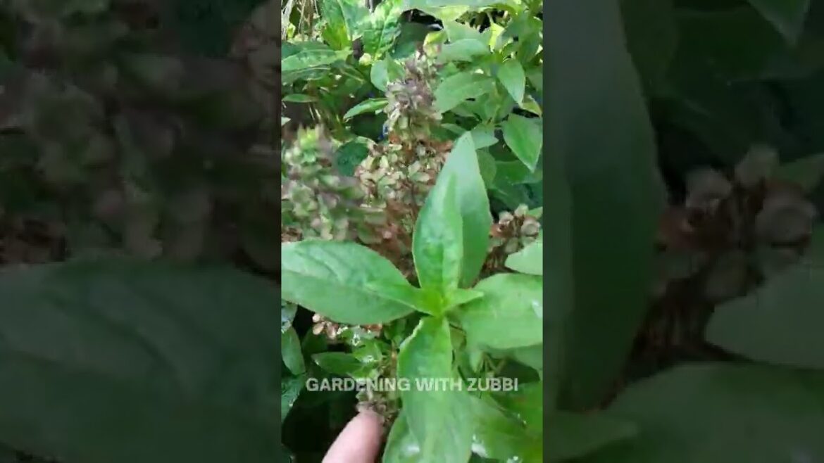 Growing Unlimited Basil | Gardening Tips, Hacks, Gardening With Zubbi #viral #gardening #shorts