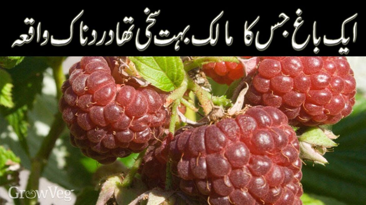 Unbelievable! Garden Story whose Owner was very Pious| Uncover Incredible Secret...What is the Waqa?