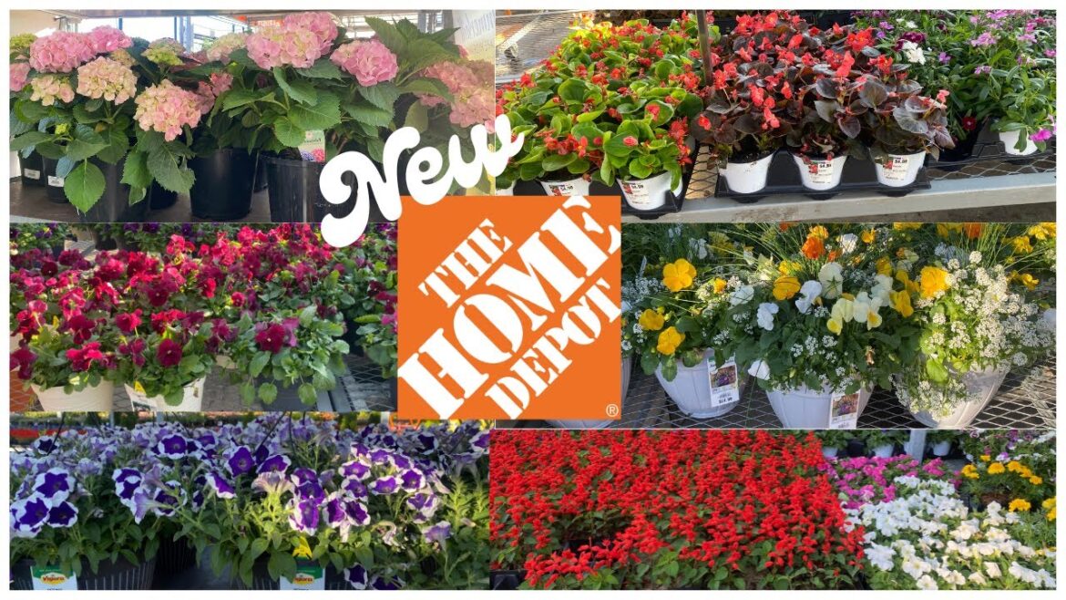 HOME DEPOT (HYDRANGEA - BEGONIA - PETUNIA - GERANIUM) SHOP WITH ME  #homedepotgardencenter