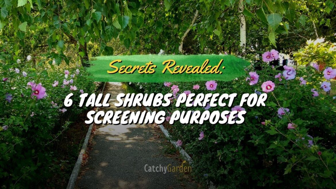 Secrets Revealed: 6 Tall Shrubs Perfect for Screening Purposes 🌷🌲🏡 // Gardening Ideas
