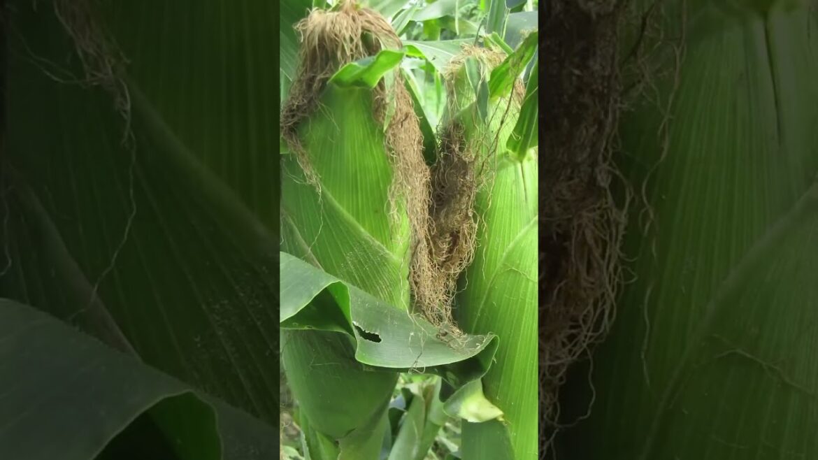 Harvesting vegetables in garden #032