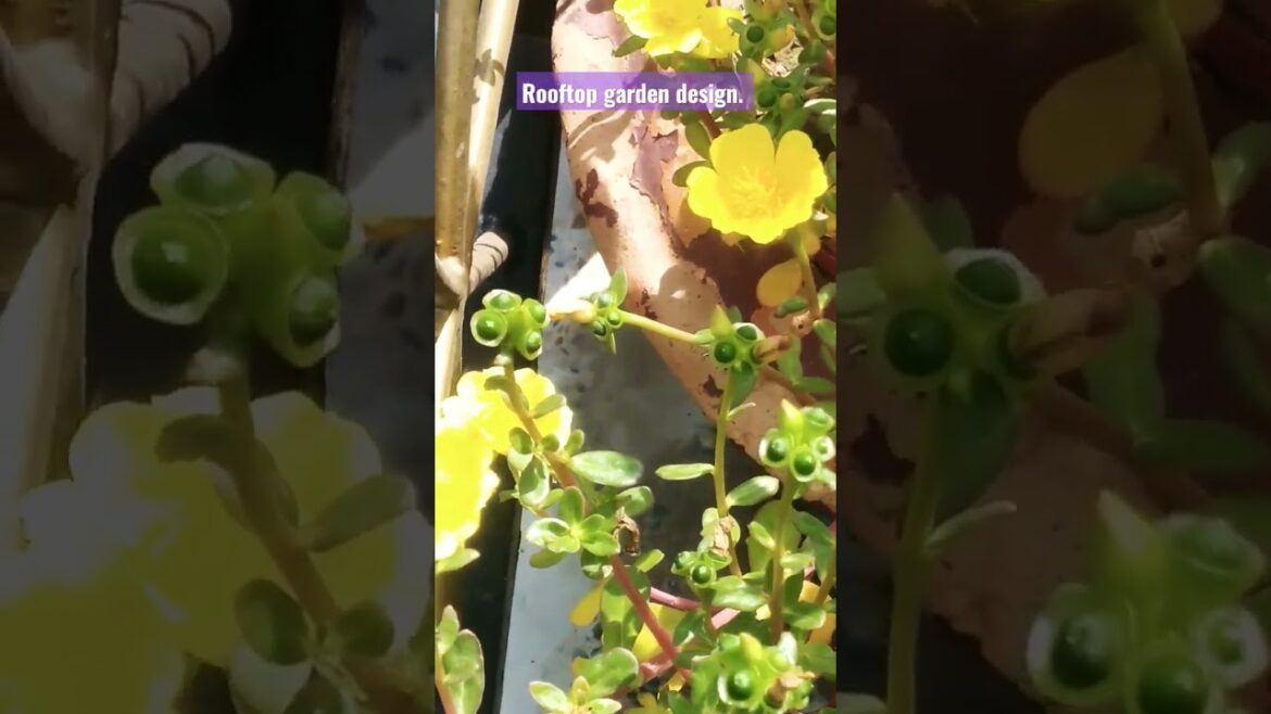 Flowers garden terrace. Designers idea. Rooftop garden.#design #garden#viralvideo #subscribe #viral Flowers garden terrace. Designers idea. Rooftop garden.#design #garden#viralvideo #subscribe #viral