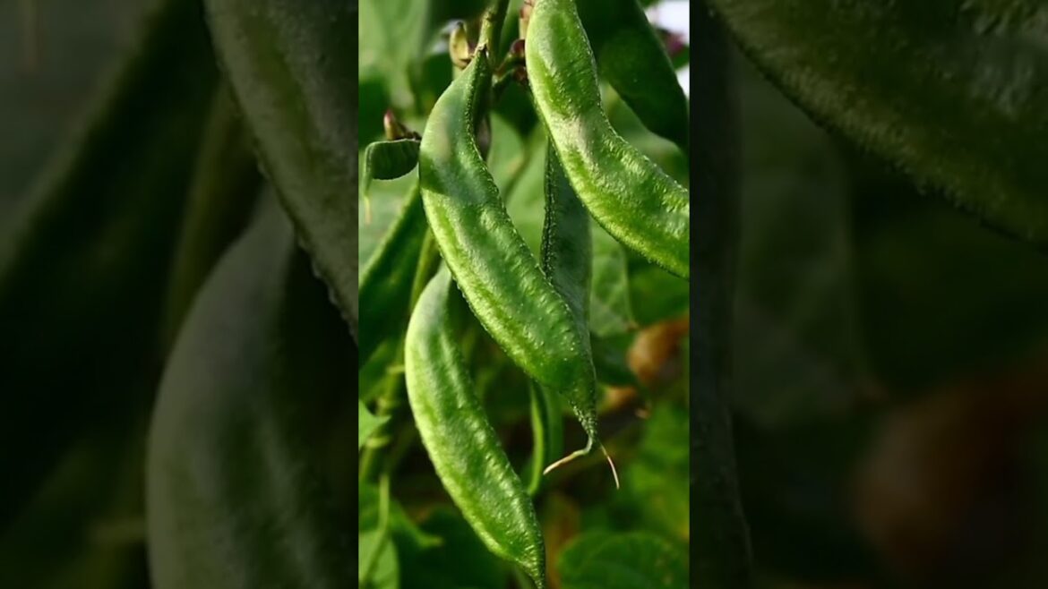 fresh vegetables #flowers #plant #gardening #nature #plantingflower #flowersgarden #flowergardening